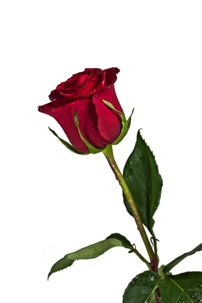 Blume einer Rose — Stockfoto
