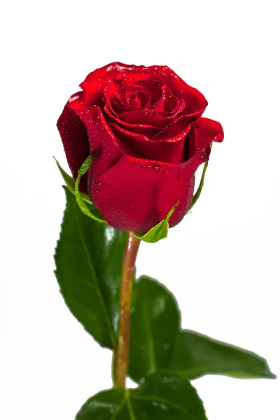 Flor de una rosa — Foto de Stock