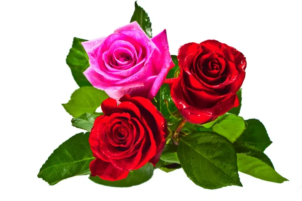 Květina růže — Stock fotografie