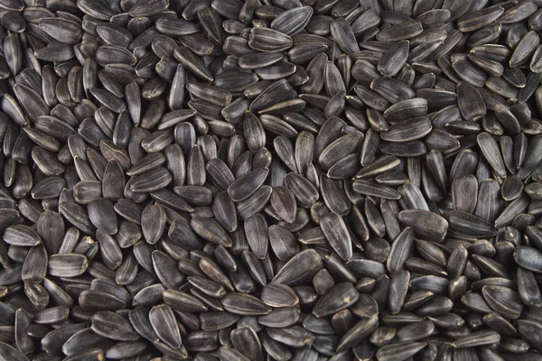 stock image Seeds of a sunflower