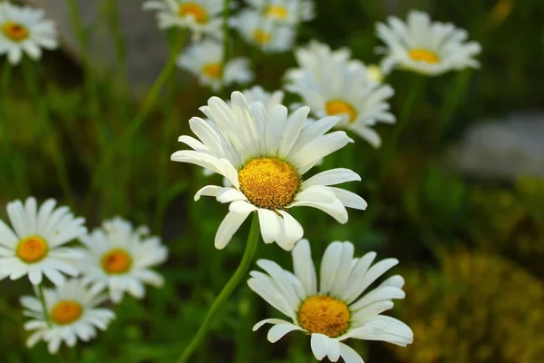 Papatya çiçekleri — Stok fotoğraf