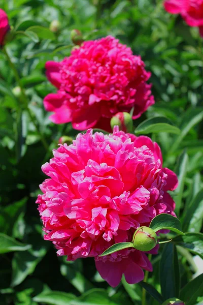 stock image Red peonies