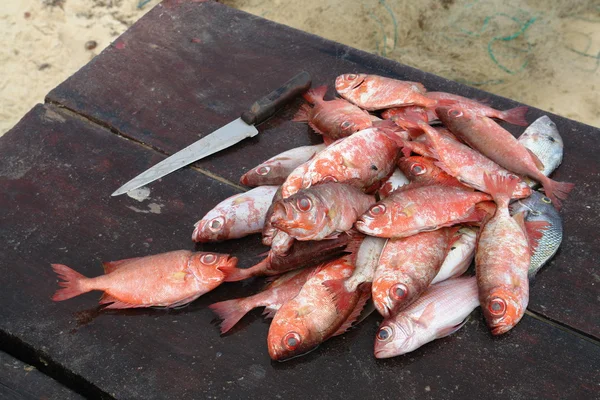 Pink fish in Buzios — Stock Photo, Image