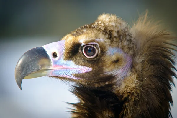 stock image Detailed portrait of a brown head vulture