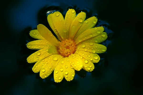 stock image Yellow flower with water drops