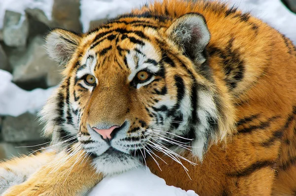 stock image Amur tiger