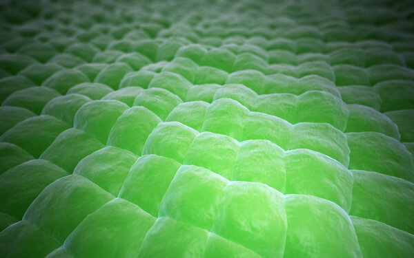 Ткани растений крупным планом
