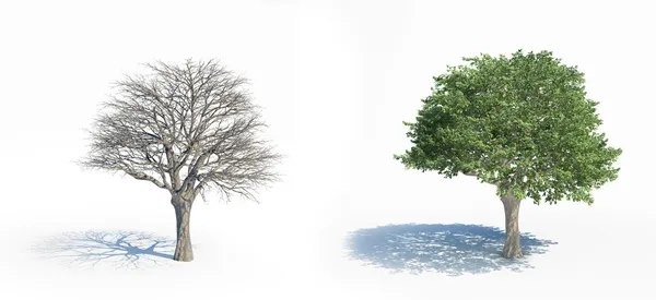 Twee geïsoleerde bomen met en zonder bladeren — Stockfoto