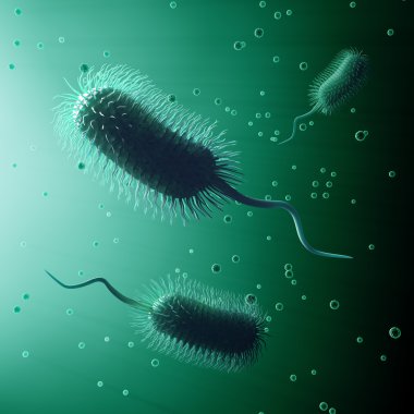 bakteri illüstrasyon