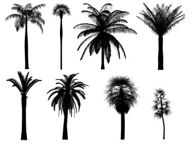 Palmiye ağacı siluetleri
