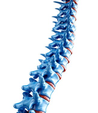 Computer generated medical illustration of a human spine clipart