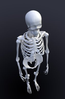 3D rendering of a human skeleton - view from above clipart