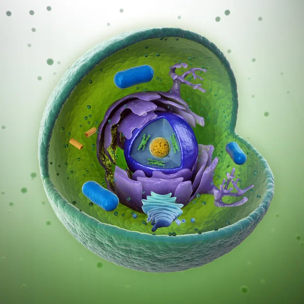 Corte de células animales - ilustración 3D científicamente correcta — Foto de Stock