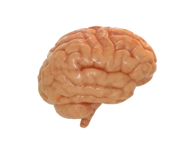 Человеческий мозг в альфа-маске — стоковое фото