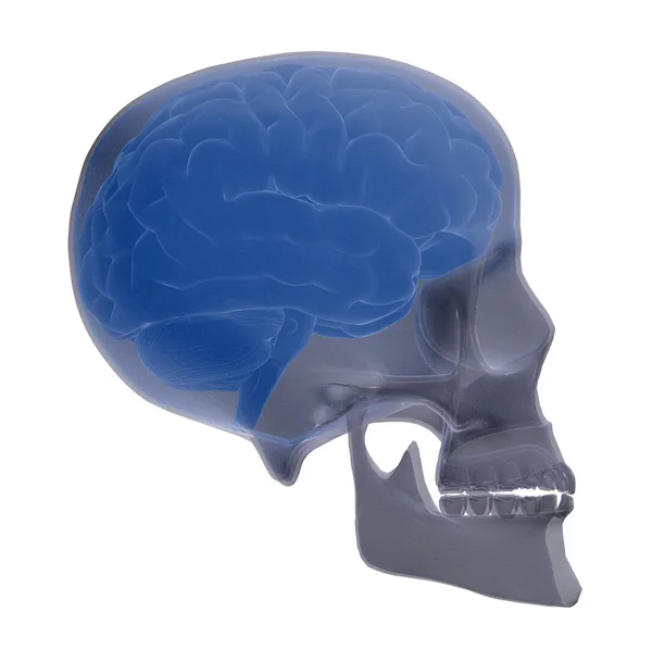 Schädel-Scan mit sichtbarem Gehirn — Stockfoto