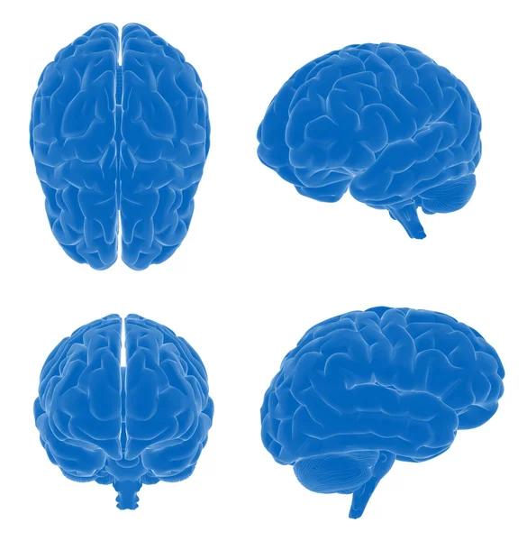 Cerebro humano - diferentes puntos de vista — Foto de Stock