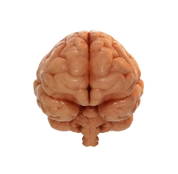 Вид спереди на мозг — стоковое фото