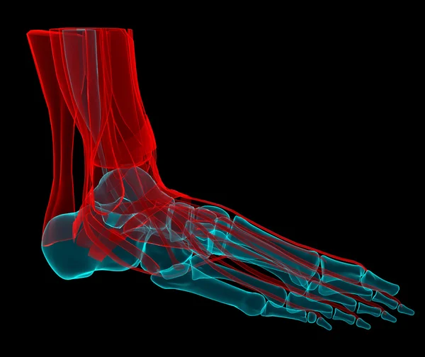 Ilustración 3D de un pie con huesos y tendones — Foto de Stock