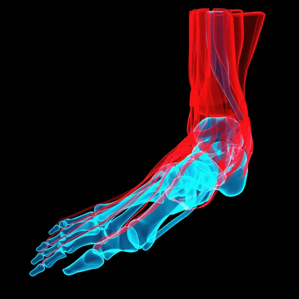 Illustration 3D d'un pied avec os et tendons — Photo