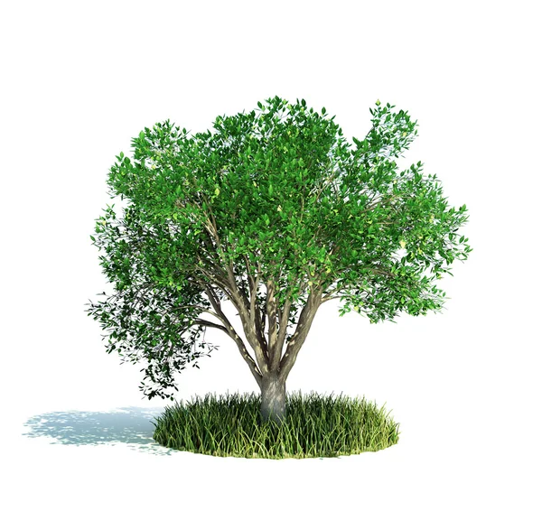 Küçük çim yama üzerinde büyüyen beyaz izole ağaç — Stok fotoğraf