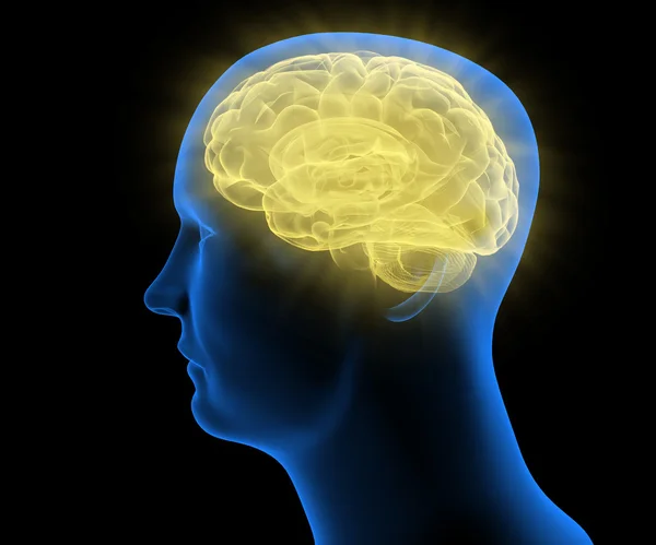 Stylized Medical illustration of a humand head — Stock Photo, Image
