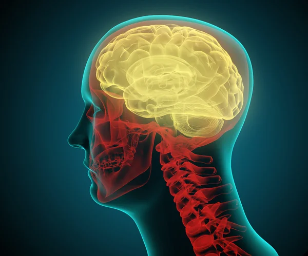 Stiliserade medicinsk illustration av en humand huvud — Stockfoto
