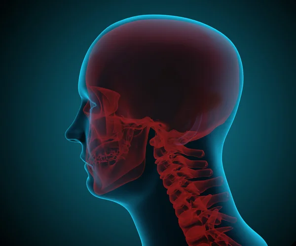 Stylizované lékařské ilustrace humand hlavy — Stock fotografie