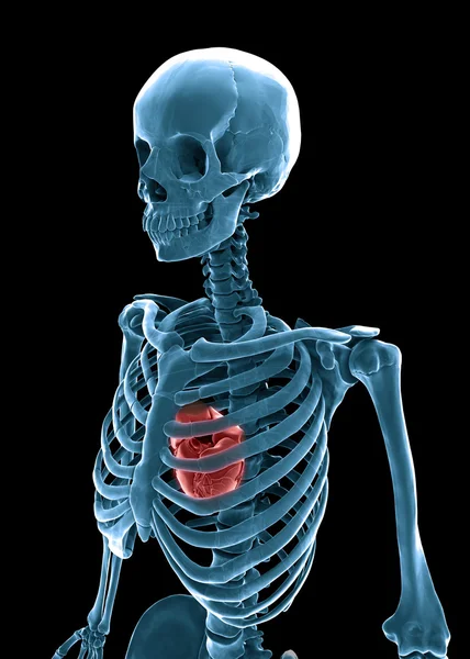 3D mänskliga skelettet med synliga hjärta — Stockfoto