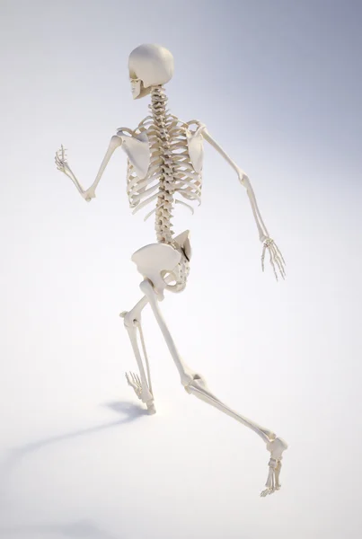 运行人体骨骼 — 图库照片