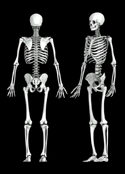 3D menschliches Skelett medizinische Illustration — Stockfoto