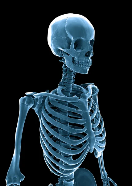Illustrazione medica dello scheletro umano 3D — Foto Stock