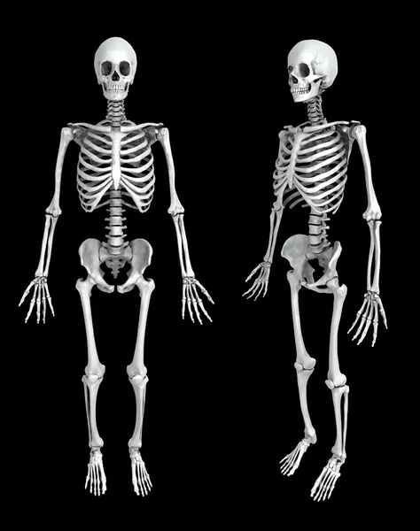 Ilustración médica esqueleto humano 3D — Foto de Stock
