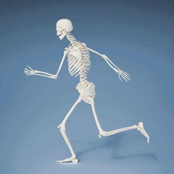 Ejecutando esqueleto humano — Foto de Stock