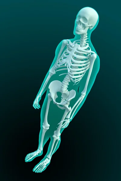3D-weergave van een mannelijke figuur met zichtbare skeleton structuur — Stockfoto