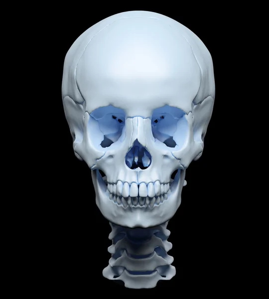 Highly accurate rendering of a human skull — Stock Photo, Image