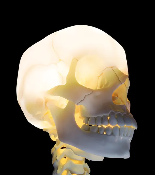 Glowing skull - healthcare anatomy image — Stock Photo, Image