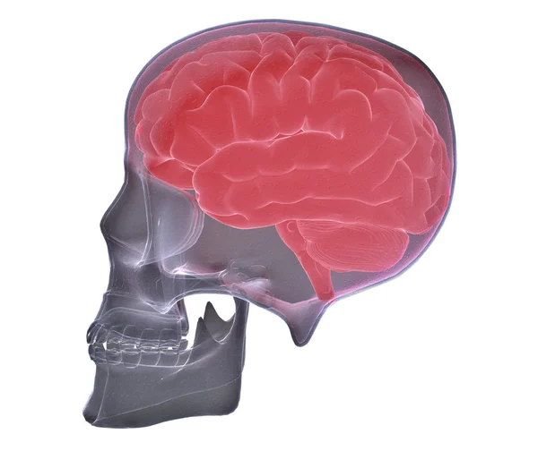 Lebka skenování s viditelným mozku — Stock fotografie