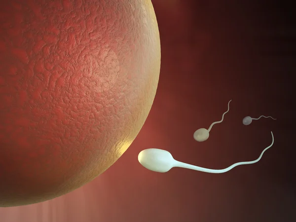 Ilustración médica 3D - Imagen de esperma y huevo —  Fotos de Stock