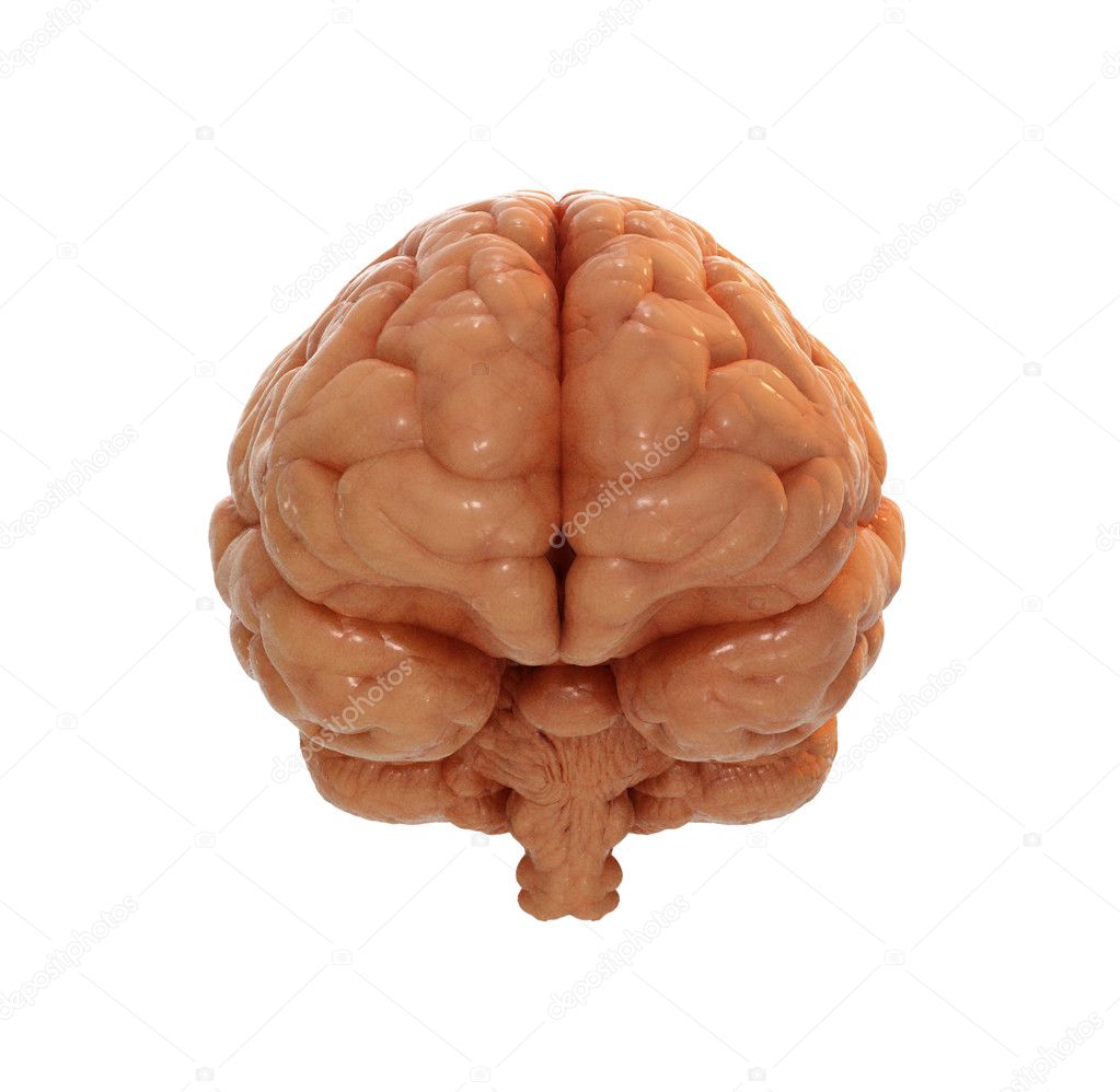 Front view of a brain