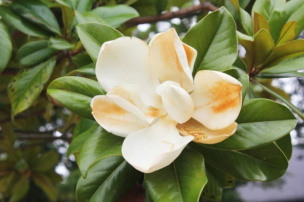 stock image Flowers