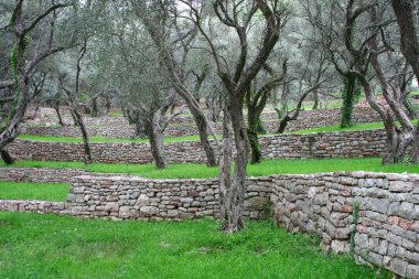 Karadağ'daki zeytin ağaçları ile Park