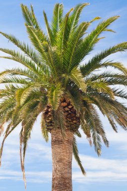 Adriyatik sahil tropikal palmiye