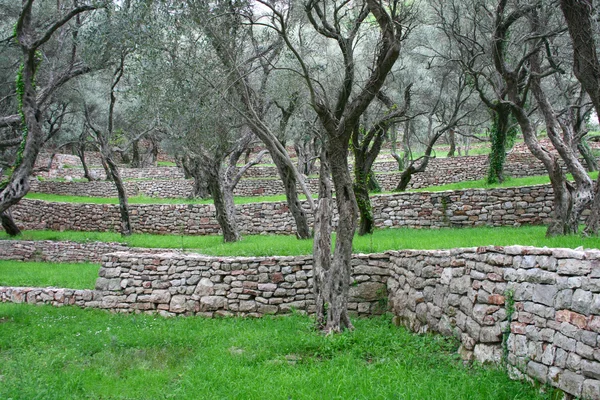 stock image Park with olive trees in Montenegro