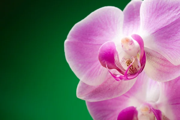 stock image Lilac orchids