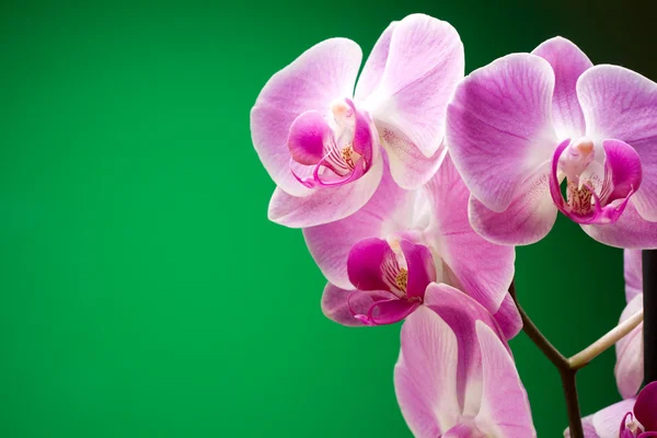 stock image Lilac orchids