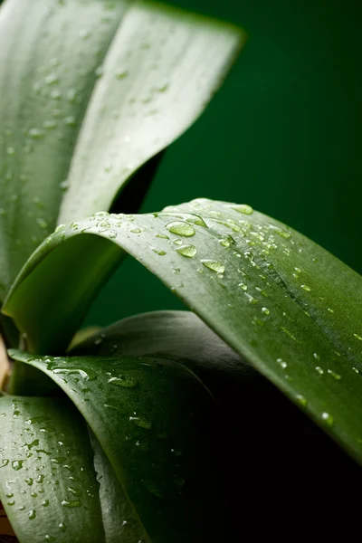 stock image Large leaves