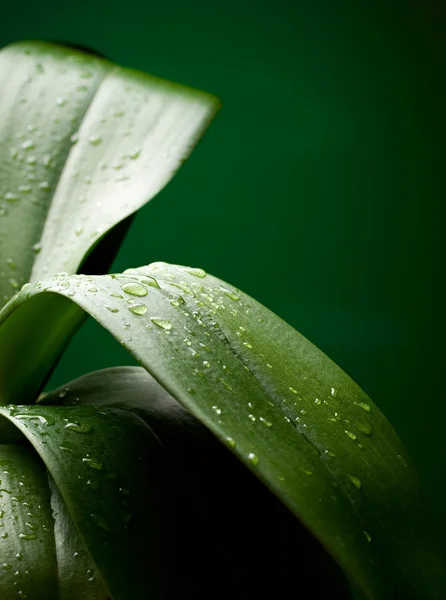 stock image Large leaves