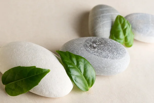 돌과 녹색 잎 — 스톡 사진