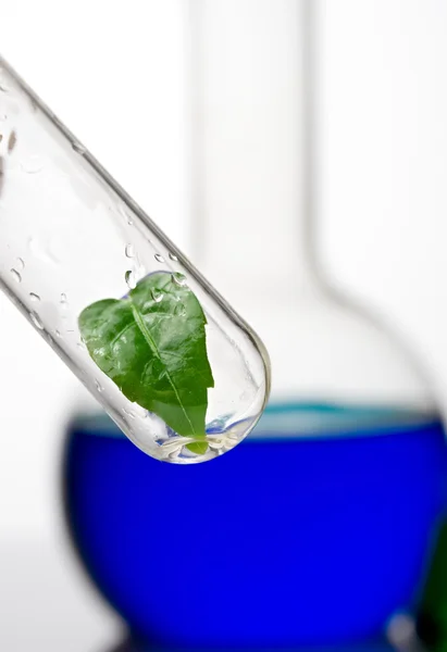 Laboratorieartiklar av glas med en växt — Stockfoto