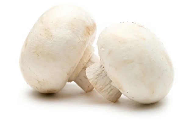 Champignon Ordförande — Stockfoto